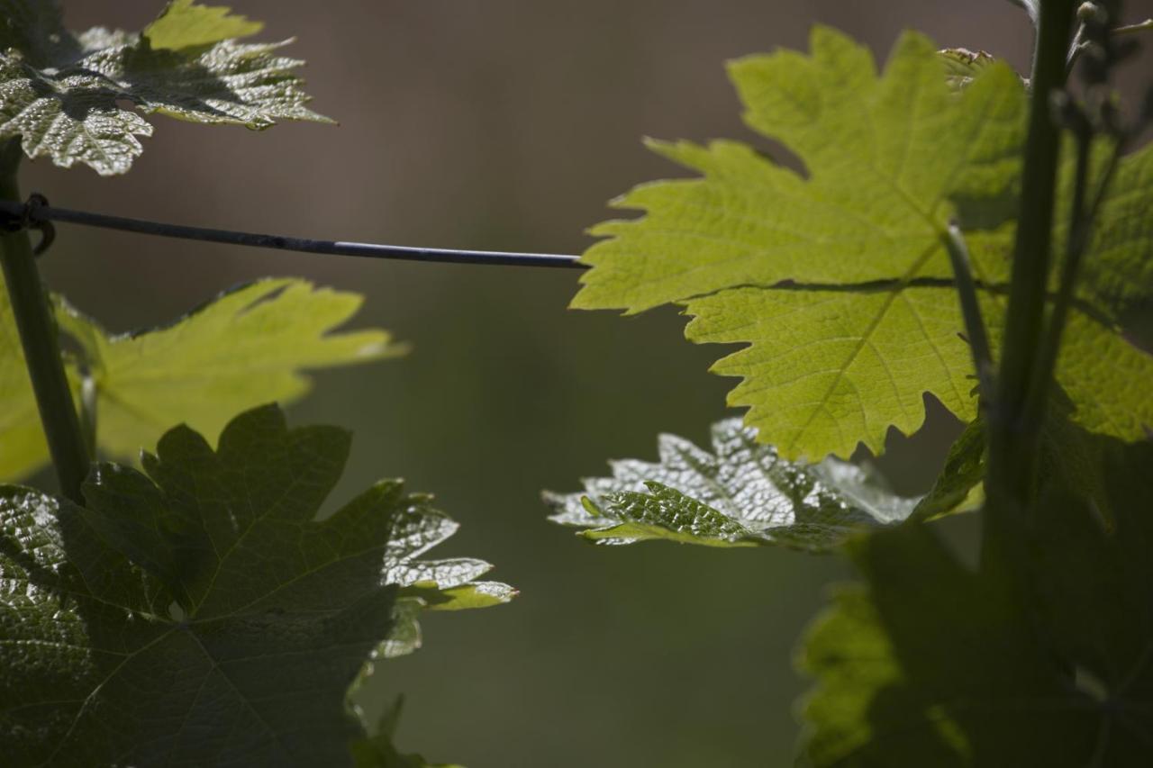 Cascina Marcantonio Acqui Terme Eksteriør billede
